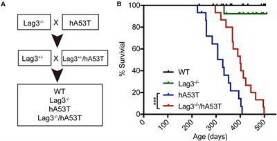 Lymphocyte Activation Gene 3 (Lag3) Contributes to α-Synucleinopathy in α-Synuclein Transgenic Mice